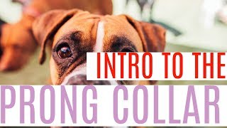 How to use a prong collar correctly Dog Training with Americas Canine Educator [upl. by Cindelyn]