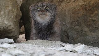 Pallas cat peekaboo [upl. by Nongim961]