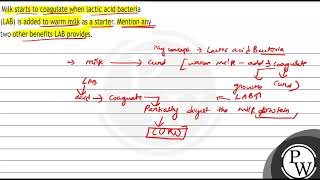 Milk starts to coagulate when lactic acid bacteria LAB is added to warm milk as a starter Men [upl. by Smalley]