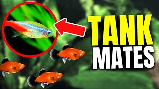 15 BEST Platy Tank Mates [upl. by Akerehs502]