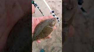 Flounder caught in Portrane 🎣 fishing shorts ireland flounder [upl. by Delcina]