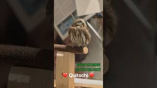 pygmy pygmy owl owl sperlinhskauz brunoselmann myhuntingmate nature birds quitschi [upl. by Reffinnej]