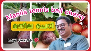 MANILA TENNIS BALL CHERRY മനില ടെന്നീസ് ചെറി [upl. by Lienahs323]