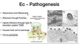 Enterohemorrhagic E coli [upl. by Monda]