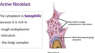 Microscopic features of fibrocyte and fibroblast [upl. by Roselia]