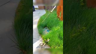 Fills Lawn Care Compilation 3 fyp satisfying lawncare [upl. by Chemosh]