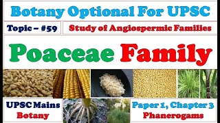 Poaceae Family Vegetative amp Reproductive Characters Floral Formula amp Diagram angiosperms [upl. by Hendrick457]