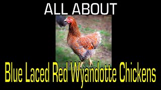 Blue Laced Red Wyandotte Chicken  Information [upl. by Adnarym414]