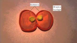 Embriologia Humana em Stop Motion [upl. by Emixam]