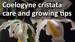 Coelogyne cristata care and growing tips [upl. by Lavena]