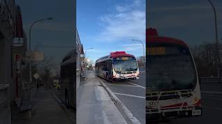 Toronto Proterra Catalyst Electric Bus on Route 14 Glencairn 3132024 [upl. by Arde943]