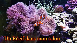 Récifal Méthode Berlinois  un Récif à la maison  Aquarium Eau de mer [upl. by Enyrb]