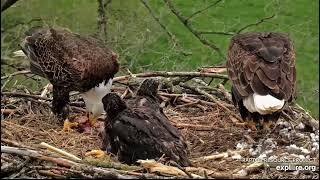 Decorah North 5424 Tandem feeding [upl. by Adniuqal]