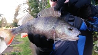 Fishing for big Perch Soft lure fishing on the Cauldon Canal [upl. by Annawahs]