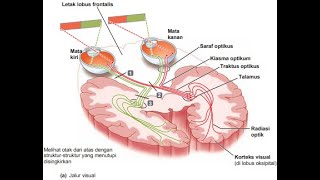 Anatomi Sistem Neurosensoris [upl. by Asial]