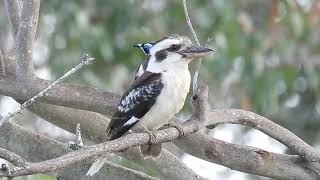 Laughing Kookaburra and Bluefaced Honeyeater Hervey Bay Qld [upl. by Naeroled]