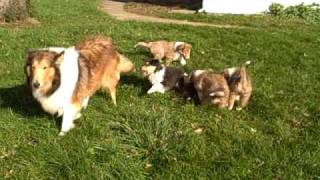 A rompin good time in the yard for collie puppies [upl. by Eissel]