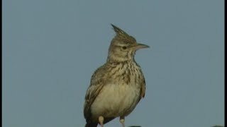 Cochevis huppÃ©  Crested Lark  Haubenlerche  Galerida cristata [upl. by Barnabe]