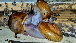 3 Snails Mating Ball [upl. by Argus]