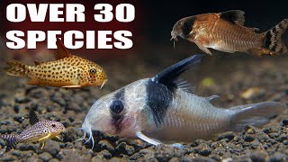 All My Corydoras  Over 30 species of Rare and Common Corys [upl. by Petromilli124]