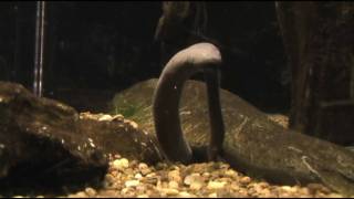 Aquatic Caecilian Birth [upl. by Milburr405]