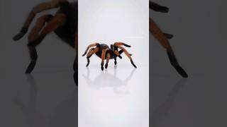 Mexican Blood Leg Tarantula  Aphonopelma bicoloratum tarantula spider slayer [upl. by Aroel330]