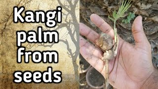 How To Grow Kangi palm  cycas from seeds Easy to grow at home Full video [upl. by Keare]