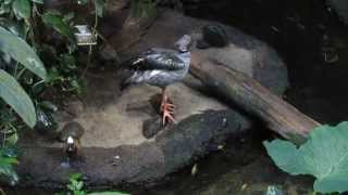 Biodôme de Montréal  kamichi à collier [upl. by Aer]