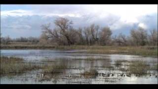 Aquatic Biomes Wetlands  Biology  Ecology [upl. by Ellenrahc]