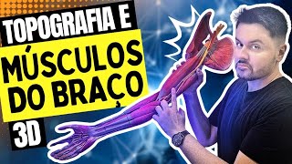 Anatomia dos Músculos do Braço [upl. by Ahsekyw]