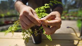 How to Grow and Care for Maidenhair Ferns [upl. by Gladwin]