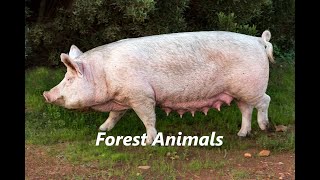 8K Ultra HD Forest Animals Pigs videos compilation تجميع مقاطع فيديو حيوان الخنزير [upl. by Piero]