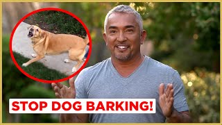 How to Stop Dog Barking  Cesar 911 [upl. by Eilsehc]