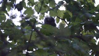 Tawny owl chick calling [upl. by Bland]