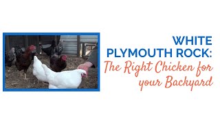 White Plymouth Rocks The Right Chicken for your Backyard [upl. by Yup99]