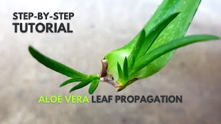 Aloe vera Leaf Propagation A StepByStep Guide [upl. by Ahsytal]