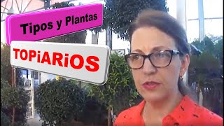 Como puedo hacer un topiario que es que planta necesito podar redondos en espiral y conos 17 [upl. by Trinetta]