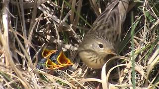 Grasshopper Warbler nest [upl. by Kallman656]