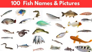 100 Fish Names and Pictures  Types of Fish [upl. by Pronty]