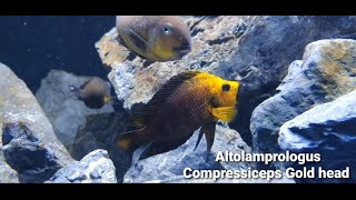 Altolamprologus Compressiceps Gold head Kantalamba [upl. by Anoval394]