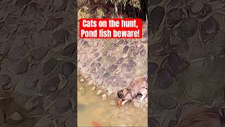 When Cats hunt fishes🐈‍⬛🐟smartcuties catfishing catloverfunnycatvideos cathuntinginstinct [upl. by Roslyn493]