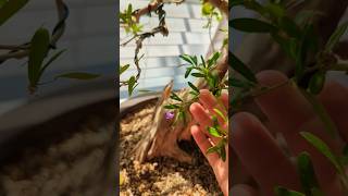 Desmodium Bonsai update bonsai bonsaitree flowers plants gardening decor [upl. by Debora]