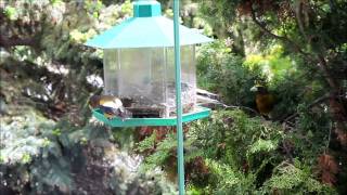 Evening Grosbeaks at my feeder  Kelowna BC [upl. by Ordway]