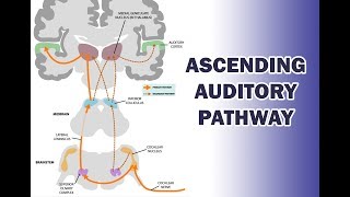 ASCENDING AUDITORY PATHWAY [upl. by Lakim]