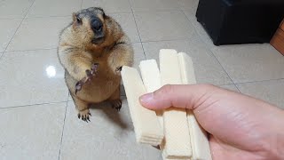 marmot gets to chew sponge cake for the first time [upl. by Philpot122]