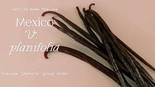 Mexico V planifolia quotJasminequot group order preview [upl. by Ahseenyt]