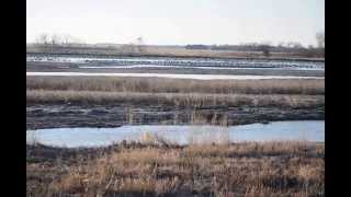 Nebraska Sandhill crane migration [upl. by Eedolem]