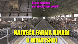 NAJVEĆA FARMA ZA TOV JUNADI U HRVATSKOJ evo kako rade  koji je sistem i KOLIKO SUBVENCIJA dobijaju [upl. by Etram805]