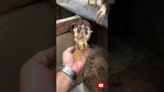 Tetra aseel feeding at handpakistan viralvideo like follow [upl. by Ahsit]