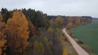 Autumn has come drone flyhigh wood tree [upl. by Elesig]